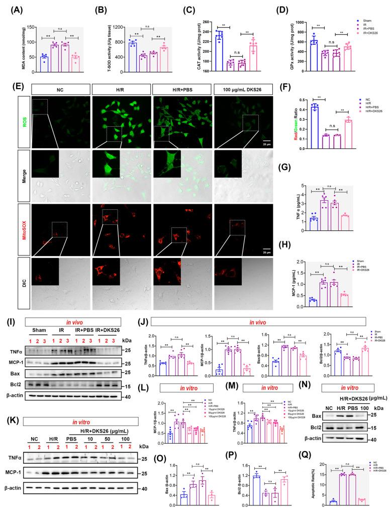 https://cdn.ncbi.nlm.nih.gov/pmc/blobs/6265/11988948/45ec39d0af37/ijms-26-02985-g003.jpg