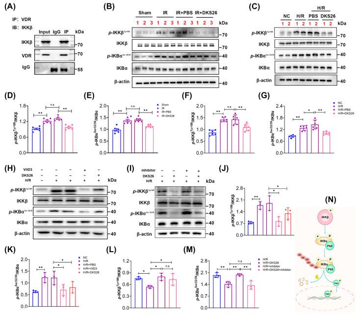 https://cdn.ncbi.nlm.nih.gov/pmc/blobs/6265/11988948/58843f06679d/ijms-26-02985-g007.jpg