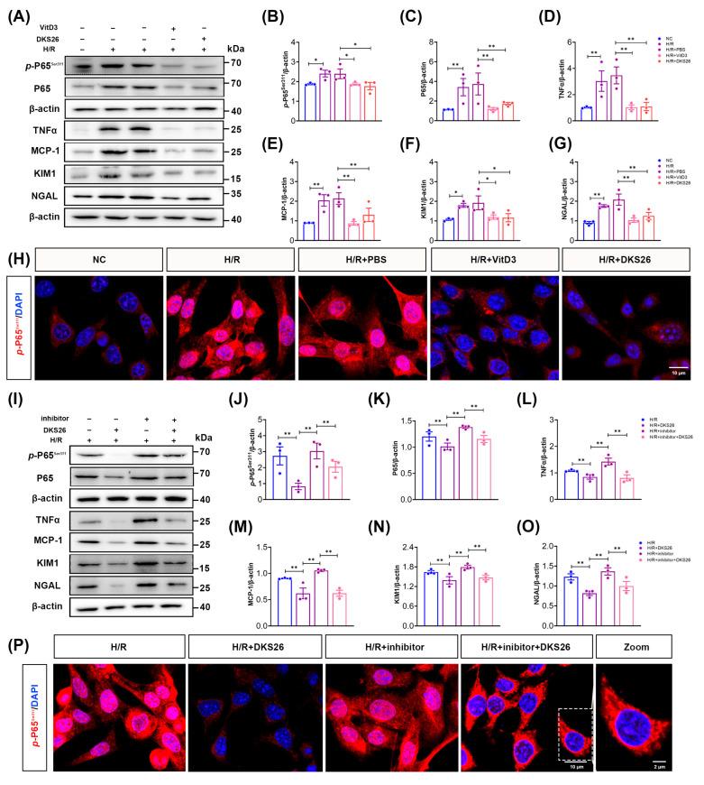 https://cdn.ncbi.nlm.nih.gov/pmc/blobs/6265/11988948/7aa328d23421/ijms-26-02985-g006.jpg