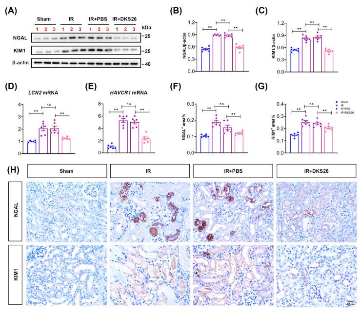 https://cdn.ncbi.nlm.nih.gov/pmc/blobs/6265/11988948/a274d86ec11e/ijms-26-02985-g002.jpg