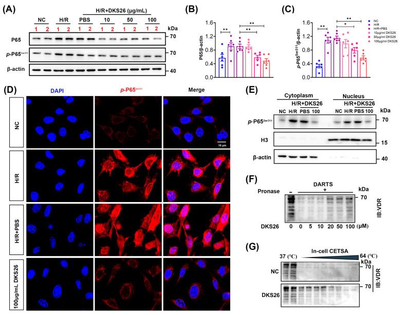 https://cdn.ncbi.nlm.nih.gov/pmc/blobs/6265/11988948/d56d4649382d/ijms-26-02985-g005.jpg
