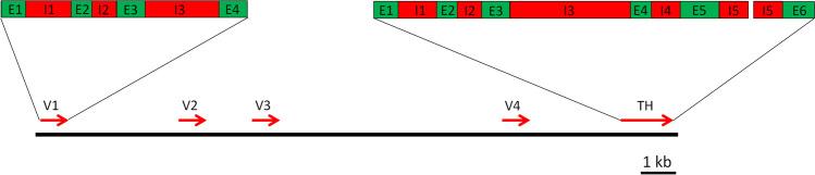 https://cdn.ncbi.nlm.nih.gov/pmc/blobs/6267/9464118/ee2c0ce0c336/436_2022_7634_Fig5_HTML.jpg