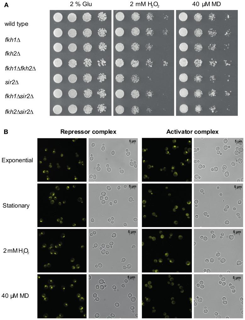 https://cdn.ncbi.nlm.nih.gov/pmc/blobs/6269/3709100/17e3f24e8004/fphys-04-00173-g0004.jpg