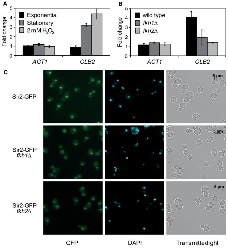 https://cdn.ncbi.nlm.nih.gov/pmc/blobs/6269/3709100/eb22567c014a/fphys-04-00173-g0005.jpg