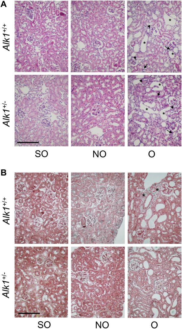 https://cdn.ncbi.nlm.nih.gov/pmc/blobs/626b/9234496/0c4ae953495b/fphar-13-843732-g001.jpg