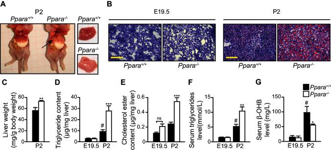 https://cdn.ncbi.nlm.nih.gov/pmc/blobs/626e/4963200/40df04ab64ee/elife-11853-fig4.jpg