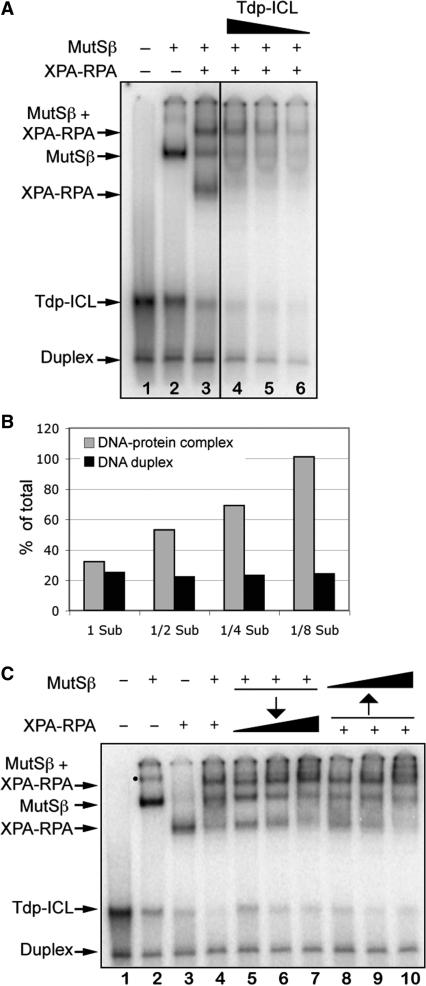 https://cdn.ncbi.nlm.nih.gov/pmc/blobs/626f/2715249/18e7a8cc5007/gkp399f4.jpg