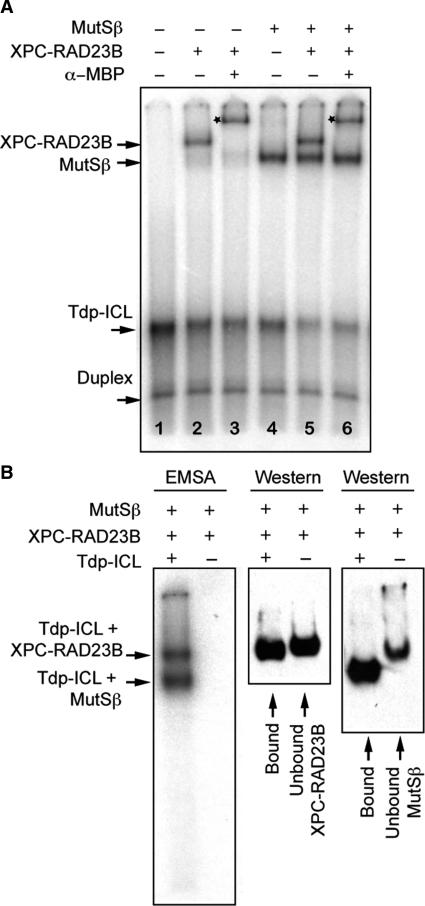 https://cdn.ncbi.nlm.nih.gov/pmc/blobs/626f/2715249/8f5713b5c3df/gkp399f5.jpg
