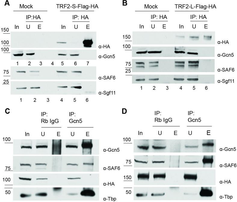 https://cdn.ncbi.nlm.nih.gov/pmc/blobs/6277/8648115/65f21c2dfa9d/pgen.1009668.g006.jpg