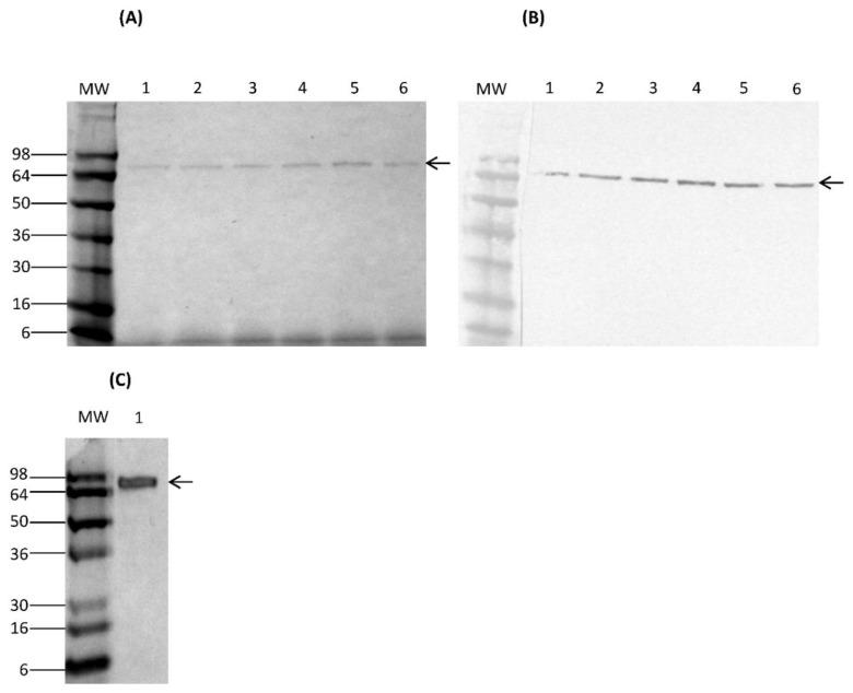 https://cdn.ncbi.nlm.nih.gov/pmc/blobs/6279/6024705/409edf82d86c/nutrients-10-00757-g001.jpg