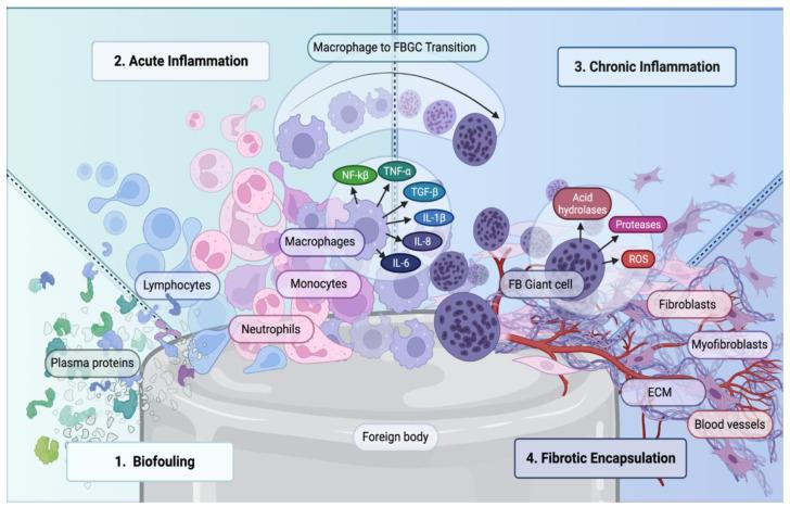 https://cdn.ncbi.nlm.nih.gov/pmc/blobs/627a/10741225/0e7367f8a0a1/bioengineering-10-01411-g001.jpg