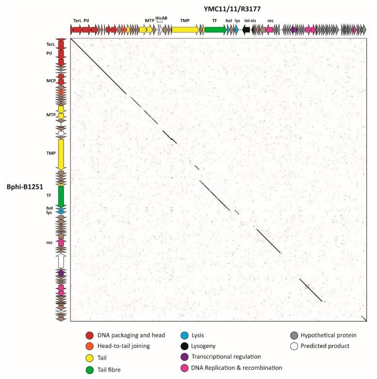 https://cdn.ncbi.nlm.nih.gov/pmc/blobs/627a/5795418/1b7e48fe1cc9/viruses-10-00005-g007.jpg