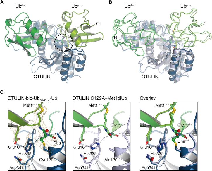 https://cdn.ncbi.nlm.nih.gov/pmc/blobs/627b/5658516/3aef3e62d1f2/gr3.jpg