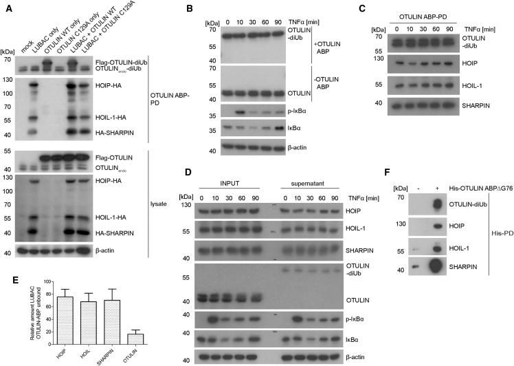 https://cdn.ncbi.nlm.nih.gov/pmc/blobs/627b/5658516/5cac50a55e82/gr7.jpg
