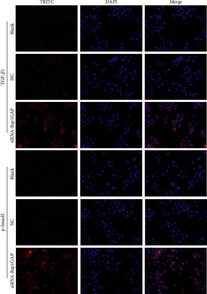https://cdn.ncbi.nlm.nih.gov/pmc/blobs/627c/8616680/90253b67f271/BMRI2021-6840642.003.jpg