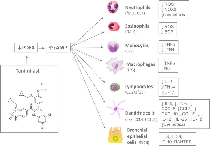 https://cdn.ncbi.nlm.nih.gov/pmc/blobs/627e/8650159/b55ccd5cb479/fphar-12-740803-g001.jpg