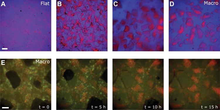 https://cdn.ncbi.nlm.nih.gov/pmc/blobs/6280/10881835/873b06764ddb/LSA-2023-02132_Fig4.jpg