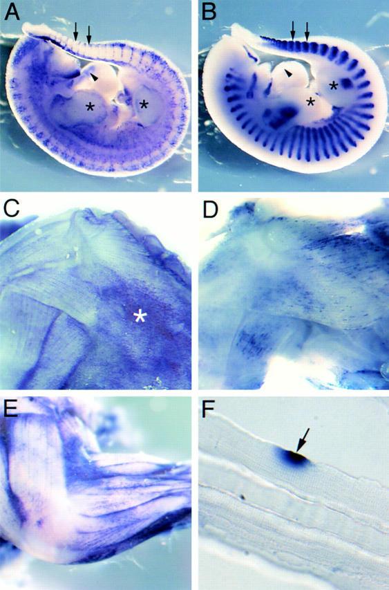 https://cdn.ncbi.nlm.nih.gov/pmc/blobs/6280/2190588/af6223072935/JCB0004041.f3.jpg
