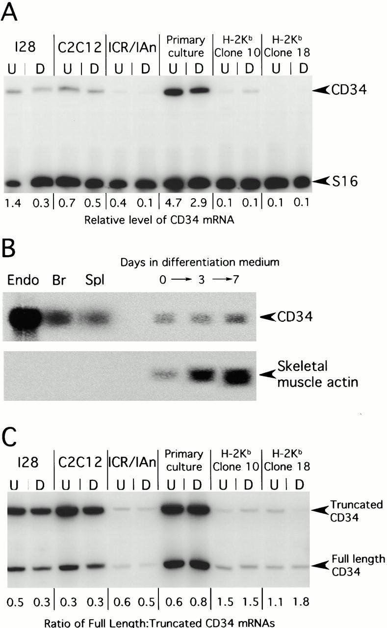 https://cdn.ncbi.nlm.nih.gov/pmc/blobs/6280/2190588/e4dd68d7000b/JCB0004041.f1.jpg