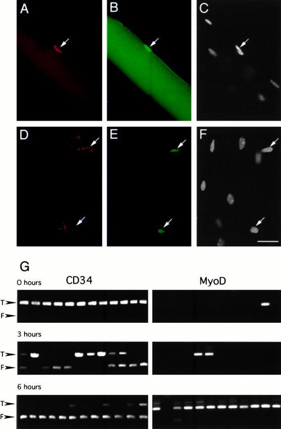 https://cdn.ncbi.nlm.nih.gov/pmc/blobs/6280/2190588/fe00b83380ca/JCB0004041.f5.jpg