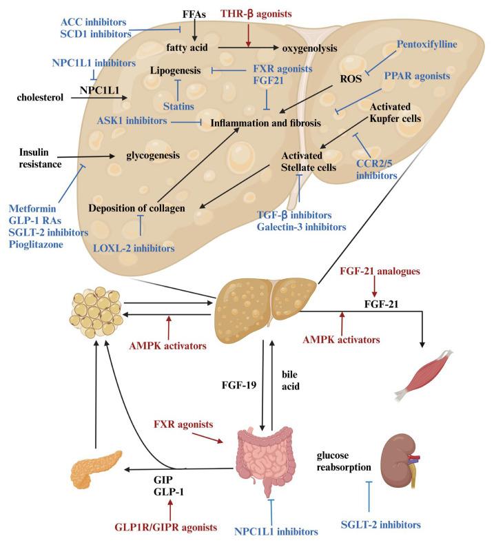 https://cdn.ncbi.nlm.nih.gov/pmc/blobs/6281/11853636/4e333c9c53d4/biomedicines-13-00393-g002.jpg