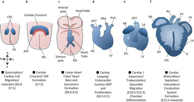 https://cdn.ncbi.nlm.nih.gov/pmc/blobs/6286/4141749/b875cc448712/dvg0052-0713-f1.jpg
