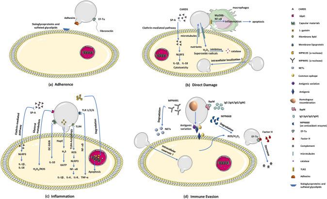 https://cdn.ncbi.nlm.nih.gov/pmc/blobs/6287/9716528/bd8484757c65/284_2022_3103_Fig1_HTML.jpg