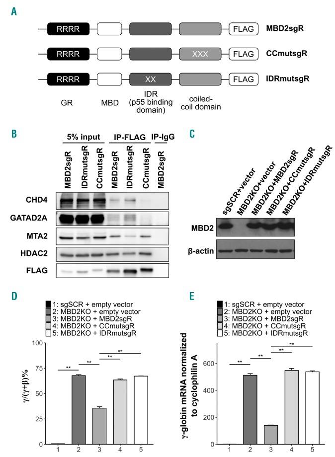 https://cdn.ncbi.nlm.nih.gov/pmc/blobs/6288/6959176/89bd70c39933/1042361.fig4.jpg