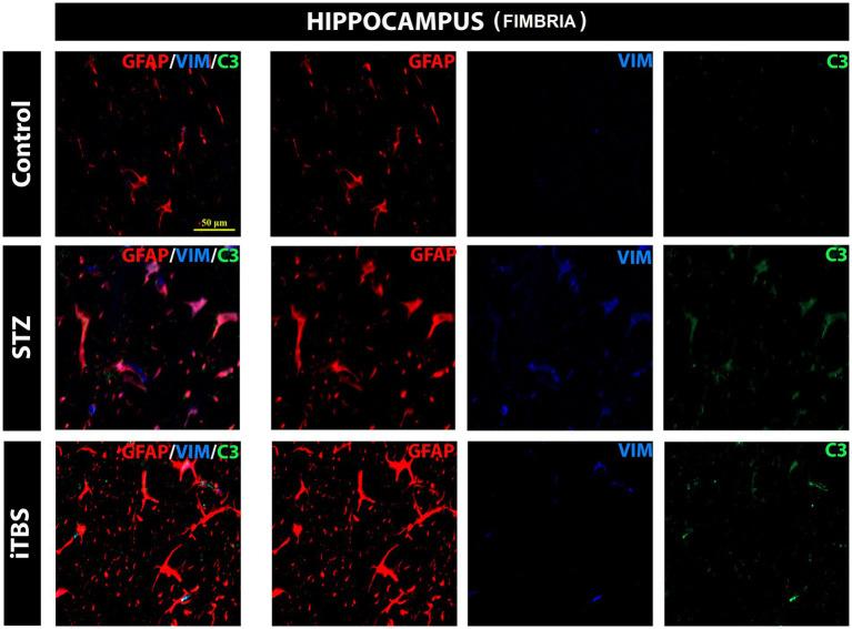https://cdn.ncbi.nlm.nih.gov/pmc/blobs/6289/10233102/73bddca43cef/fnagi-15-1161678-g008.jpg