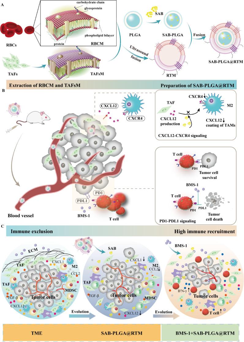 https://cdn.ncbi.nlm.nih.gov/pmc/blobs/6289/12360003/1f3817afbbc6/12951_2025_3663_Sch1_HTML.jpg