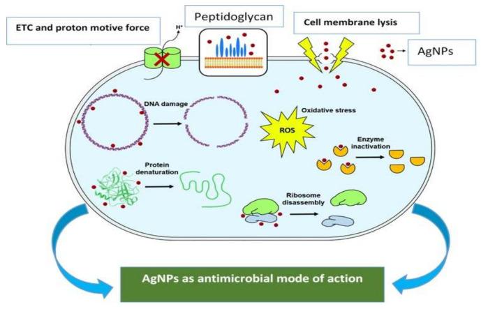 https://cdn.ncbi.nlm.nih.gov/pmc/blobs/6289/9182038/04f3d4df2648/molecules-27-03378-g005.jpg