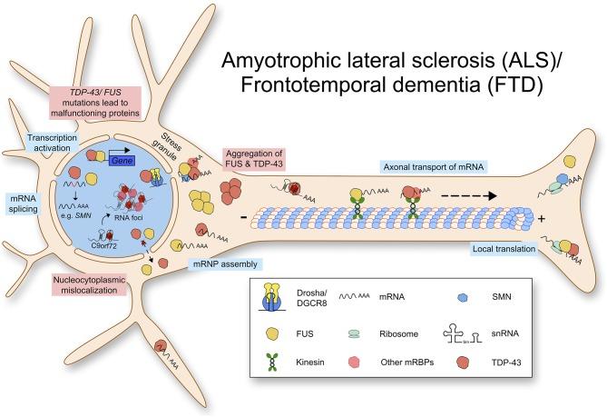 https://cdn.ncbi.nlm.nih.gov/pmc/blobs/628b/6974540/3151f94880fb/fmolb-06-00161-g0002.jpg