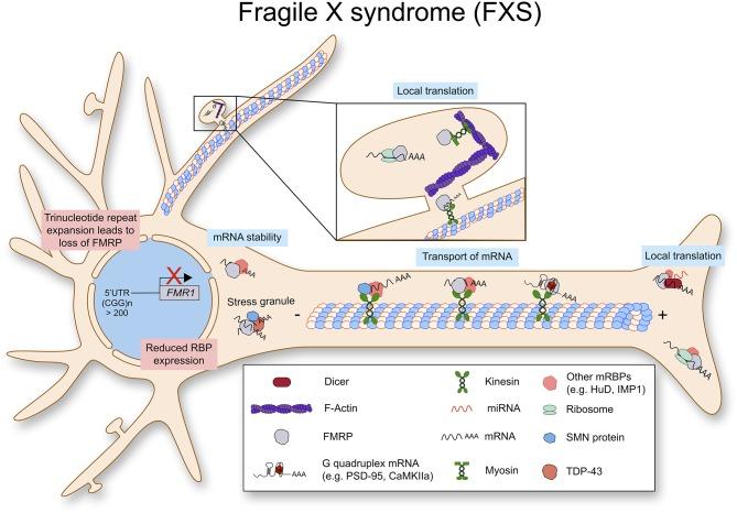 https://cdn.ncbi.nlm.nih.gov/pmc/blobs/628b/6974540/b88325205738/fmolb-06-00161-g0004.jpg