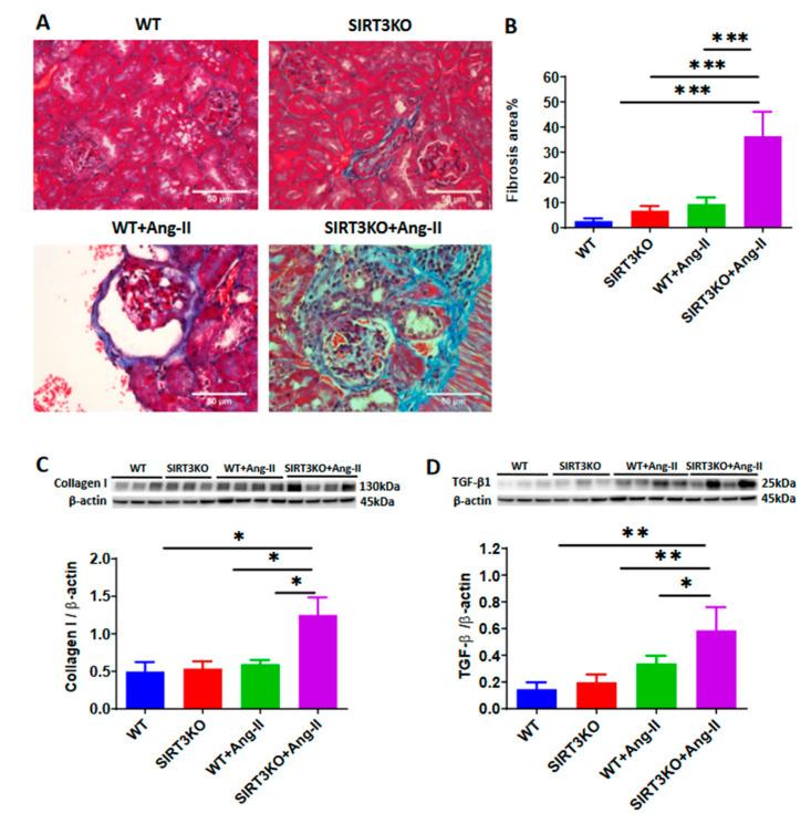 https://cdn.ncbi.nlm.nih.gov/pmc/blobs/628b/7699810/f8109025c13c/cells-09-02510-g002.jpg