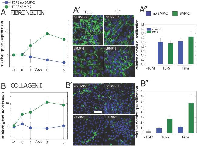 https://cdn.ncbi.nlm.nih.gov/pmc/blobs/628b/9846056/2ffdcfa9e8ac/fcell-10-1027334-g002.jpg