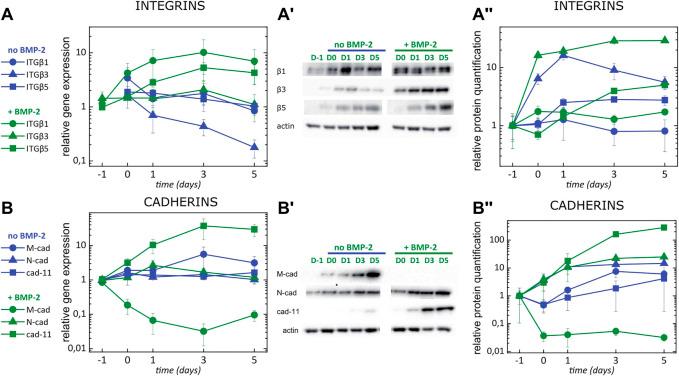 https://cdn.ncbi.nlm.nih.gov/pmc/blobs/628b/9846056/4ddacf79e4e3/fcell-10-1027334-g004.jpg