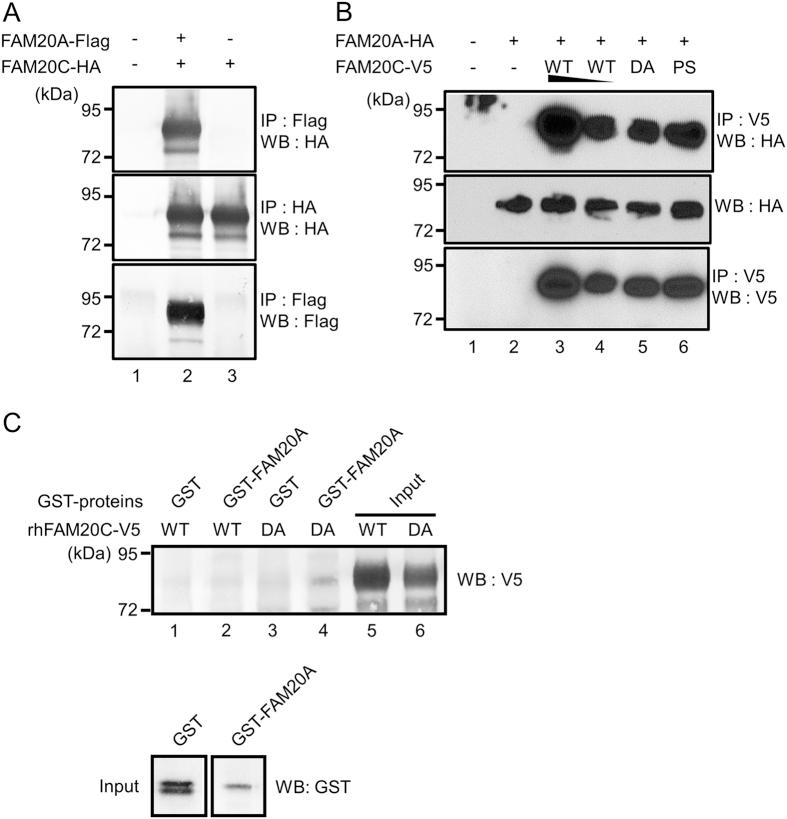 https://cdn.ncbi.nlm.nih.gov/pmc/blobs/628e/4904241/23bb564e5a3b/srep27784-f2.jpg