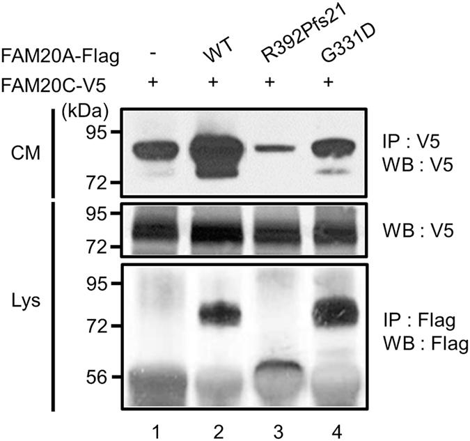 https://cdn.ncbi.nlm.nih.gov/pmc/blobs/628e/4904241/a3f2b12e3a1e/srep27784-f3.jpg