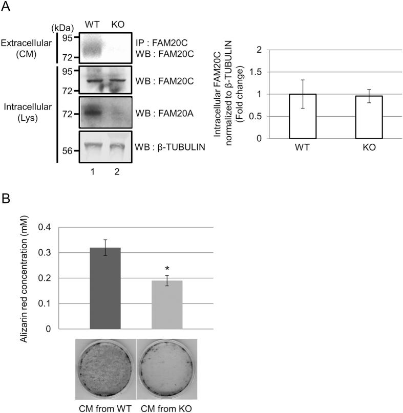 https://cdn.ncbi.nlm.nih.gov/pmc/blobs/628e/4904241/f4a5353df87f/srep27784-f4.jpg