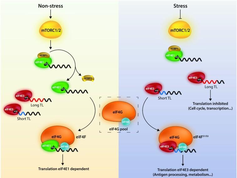 https://cdn.ncbi.nlm.nih.gov/pmc/blobs/628f/8136781/058999010e29/gkab267fig6.jpg