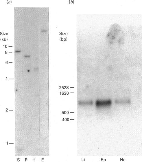 https://cdn.ncbi.nlm.nih.gov/pmc/blobs/629b/1133100/80036991f167/biochemj00124-0286-a.jpg