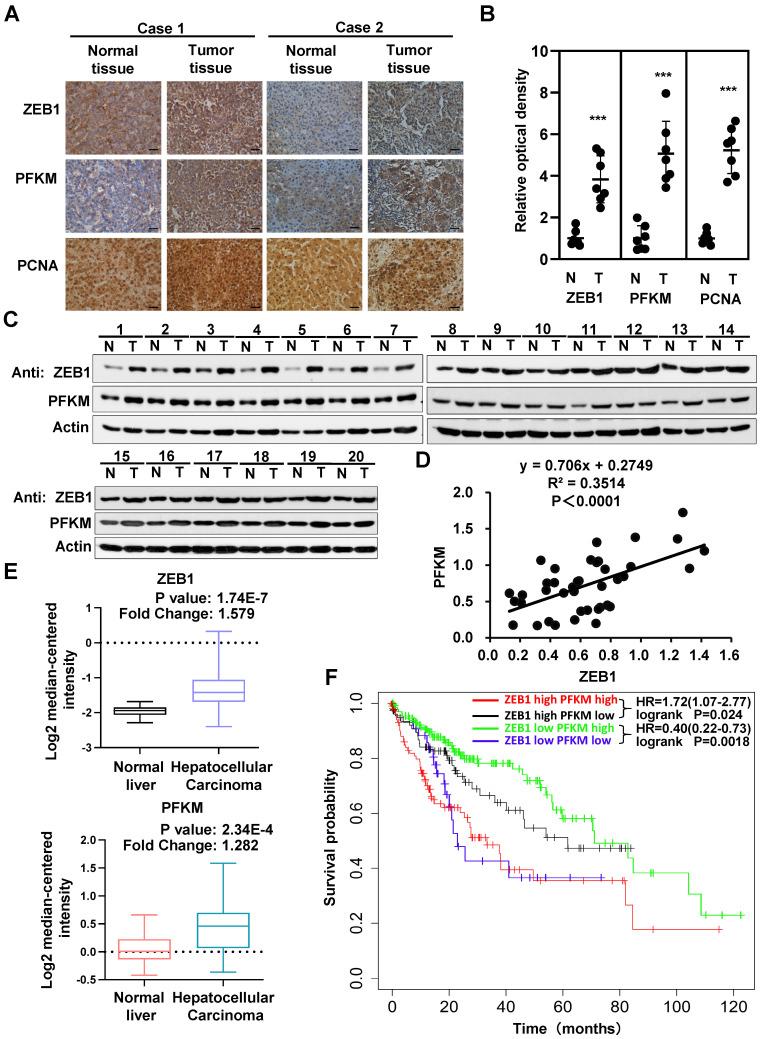 https://cdn.ncbi.nlm.nih.gov/pmc/blobs/629c/8058737/9b70adfc9091/thnov11p5926g006.jpg