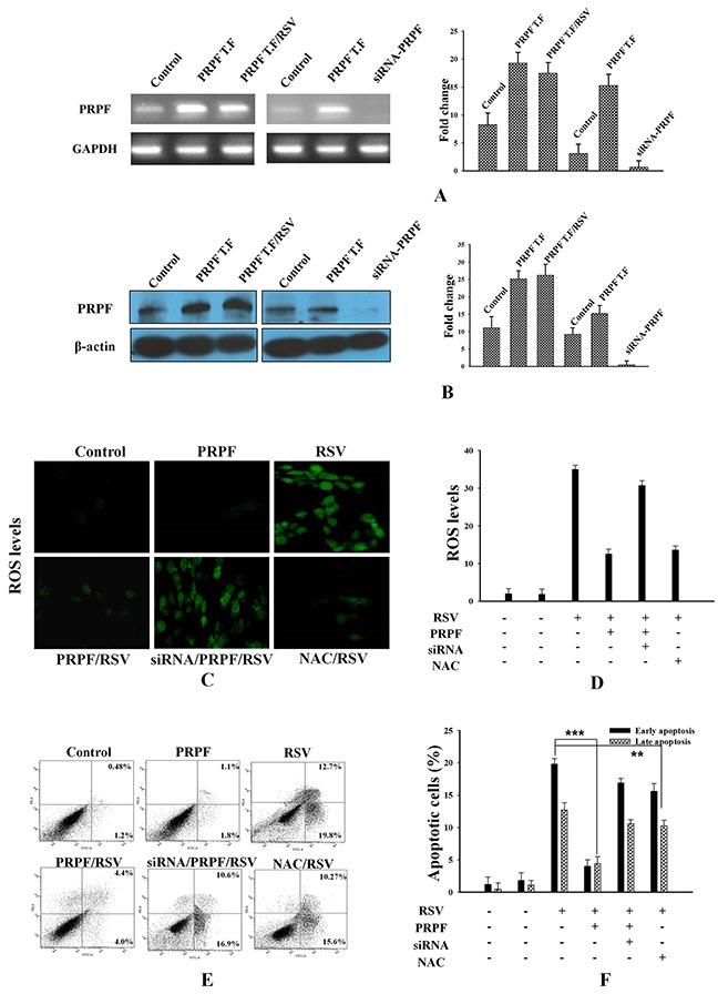 https://cdn.ncbi.nlm.nih.gov/pmc/blobs/62a4/5593591/c9d27c9e38fb/oncotarget-08-56659-g001.jpg