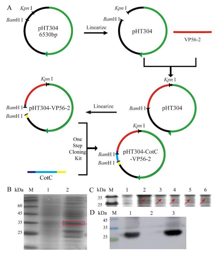 https://cdn.ncbi.nlm.nih.gov/pmc/blobs/62a4/8779733/2f85db106049/viruses-14-00030-g002.jpg