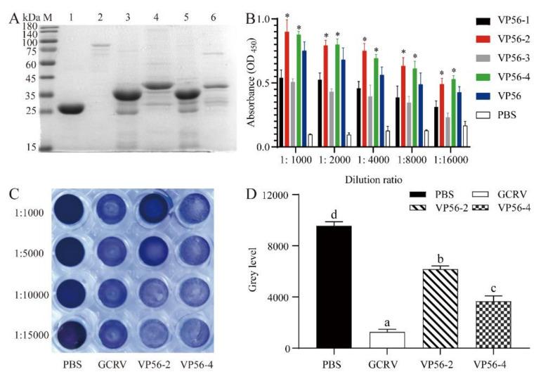 https://cdn.ncbi.nlm.nih.gov/pmc/blobs/62a4/8779733/bc46a7748904/viruses-14-00030-g001.jpg