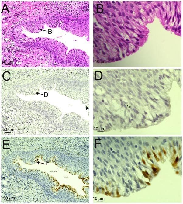 https://cdn.ncbi.nlm.nih.gov/pmc/blobs/62a5/6036516/c99d7df1822e/ol-16-02-1571-g02.jpg