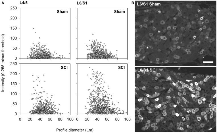 https://cdn.ncbi.nlm.nih.gov/pmc/blobs/62a7/3429033/2422fc9e3d03/fphys-03-00257-g005.jpg
