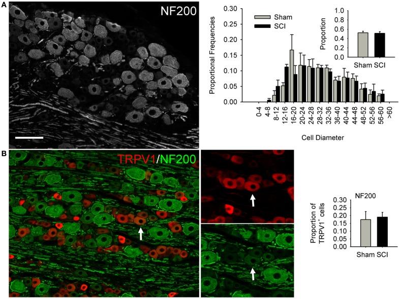 https://cdn.ncbi.nlm.nih.gov/pmc/blobs/62a7/3429033/416afdd47d59/fphys-03-00257-g003.jpg