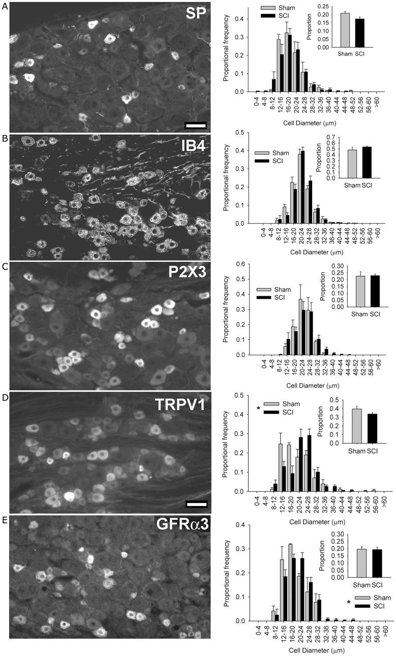 https://cdn.ncbi.nlm.nih.gov/pmc/blobs/62a7/3429033/59e39b7fe809/fphys-03-00257-g002.jpg