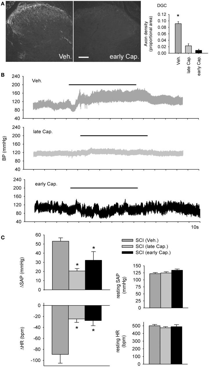 https://cdn.ncbi.nlm.nih.gov/pmc/blobs/62a7/3429033/60f8a1d894b5/fphys-03-00257-g008.jpg